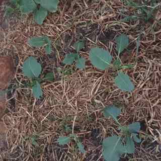 broccoli seedlings